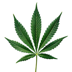 Cannabis leaf png marijuana leaf png hemp leaf png weed plant png botanical cannabis png white background image