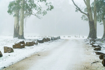 A bush track leading between gumtrees all covered in snow