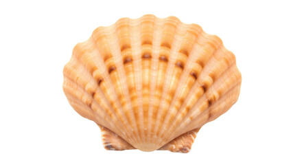Isolated Sea Shell