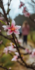 Obraz premium Blossoming peach flower in a serene outdoor setting with a person strolling in the background during springtime