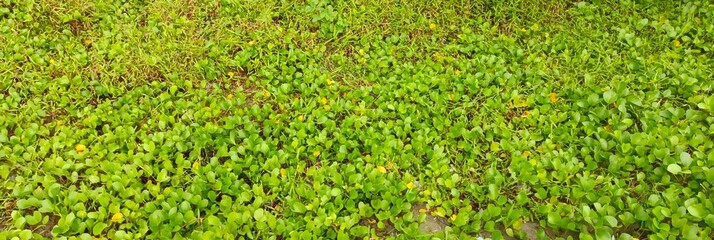 The image shows a dense patch of Ipomoea pes-caprae, commonly known as beach morning glory or goat's foot creeper