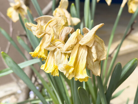 Close-up of wilted yellow daffodils in outdoor garden setting