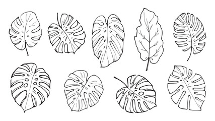 Monstera leaves line art illustration modern abstract floral sketch design