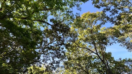 trees and blue sky
