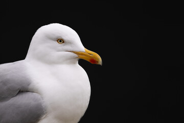 Close-up of the head of a seagull. The yellow beak is prominent. Black background