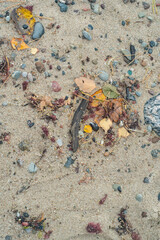 Background with close up of sand with pebbles and leaves on beach.