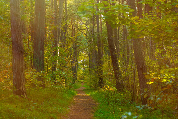 Narrow path in the park. A trodden path between trees in an autumn forest.