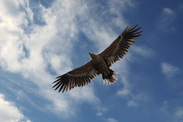 Brown eagle in flight against a blue sky with white clouds, showcasing freedom, power, and majesty of nature