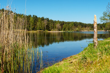 Waldsee in der Gifhorner Heide die Bäume spiegeln sich im Wasser