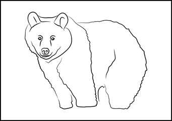 vector illustration of a bear