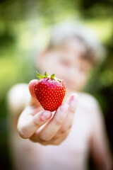 Obraz premium Boy Holding Strawberry in Summer, Close-Up of Fresh picked Fruit and Healthy Eating Concept