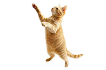 An orange tabby cat standing on its hind legs isolated on a white background