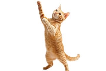 Orange tabby cat performing a trick standing on hind legs isolated on a white background