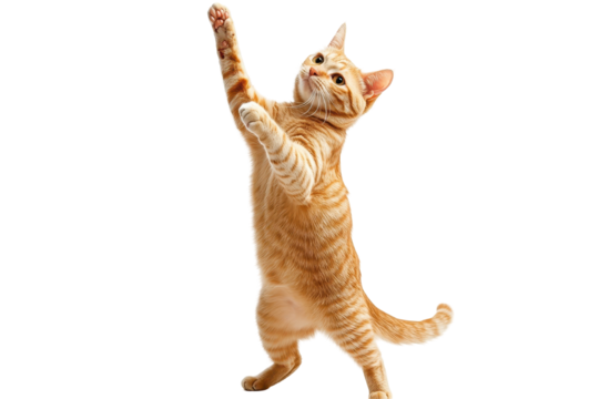 Orange tabby cat performing a trick standing on hind legs isolated on a white background