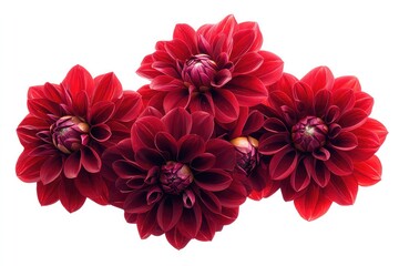 A group of rich red dahlia flower heads isolated against a transparent backdrop