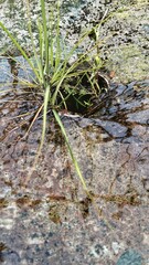green moss on the sewer