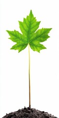 Fototapeta premium Young Tree. Isolated Maple Tree in Green Ecology Environment