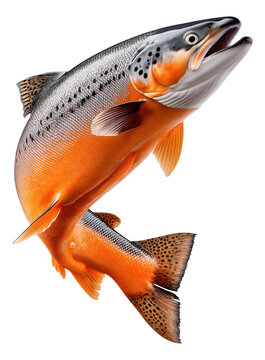 Detailed illustration of a jumping salmon with vibrant orange and silver scales and prominent fin details.
