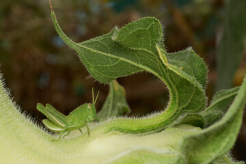 Green Grasshopper Resting on Sunflower Leaf
