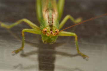 Close Up of Green Grasshopper Isolated on White