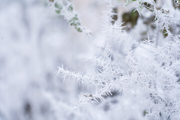 Frost-covered branches glisten in a winter landscape during a quiet morning