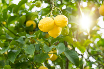 Fresh yellow lemons on lemon tree