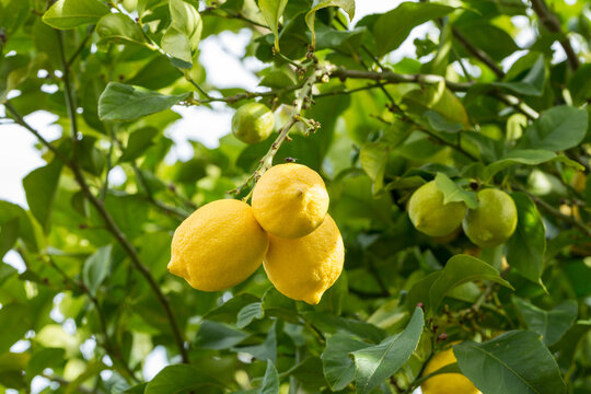 Bunch of three lemons on tree