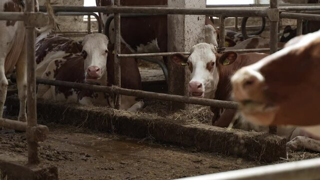Close up cows eating silage on modern dairy farm. Long row of cattle chewing fodder at milk factory. Herd of kines feeding by dry grass at cowhouse. Agriculture industry and animal husbandry concept
