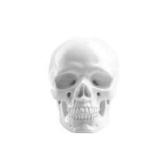 Fototapeta premium White Porcelain Human Skull Model - Anatomy Study