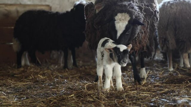 Lamb next to mother ewe among sheep and rams on the farm. Livestock farm. Production of sheep wool and lamb.