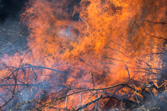 Bonfire burning trees