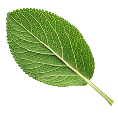 Obraz premium Lemongrass leaf png fresh lemongrass png herbal lemongrass leaves png aromatic herb png thai cooking ingredient png white background image