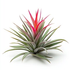Fototapeta premium Vibrant tropical plant with pink and green foliage isolated on white background