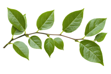 Green vine with detailed leaves isolated on white background showing off its lush, vibrant appearance