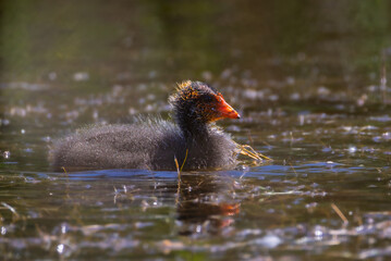 Juvenile Common Moorhen in a pond