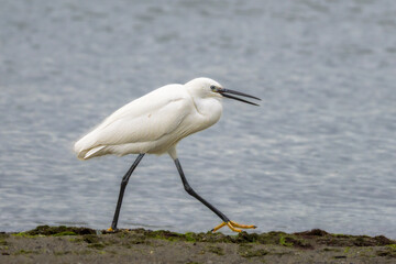 Little Egret at Lake Saint-Nazaire in Occitanie