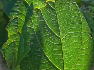 Close-up of Green Leaf with Sunlight Highlighting Vein Structure