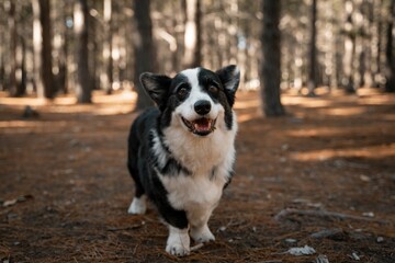 Joyful Corgi in Sunlit Forest