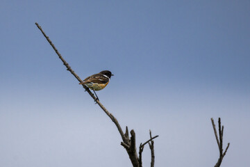 European Stonechat perched on a branch
