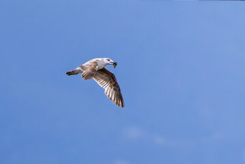 European Herring Gull in flight at Lake Saint-Nazaire