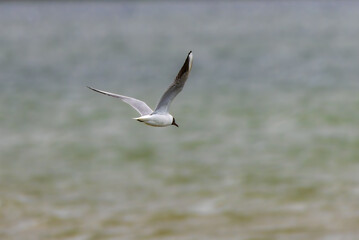 Black-headed Gull in flight at Lake Saint-Nazaire