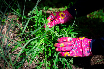 Close-up of hands wearing pink gardening gloves holding freshly harvested green arugula leaves....
