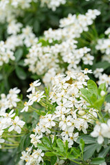 Close-up of a blossoming branch of Choisya ternata (Mexican orange blossom), with fragrant white flowers and vibrant green leaves. Perfect for nature, gardening, and botanical designs.