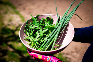 A bowl of greens, including arugula and green onions, freshly picked from the garden. 