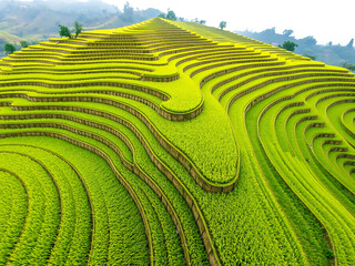 Geometric Rice Fields