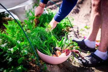 Harvesting Fresh Garden Vegetables.  A horizontal shot of a person harvesting fresh vegetables, including carrots and beets.
