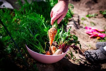 Harvesting Root Vegetables