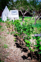 A horizontal view of a row of young, homegrown raspberry bushes supported by wooden stakes in a garden setting.