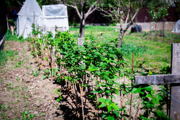 A horizontal view of a row of young, homegrown raspberry bushes supported by wooden stakes in a garden setting.