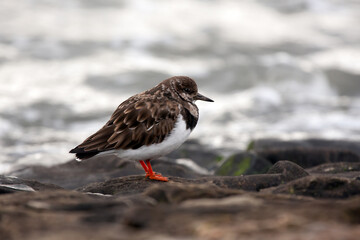 Turnstone (Arenaria interpres) in winter plumage on rocks on the shoreline in Essex in the UK
